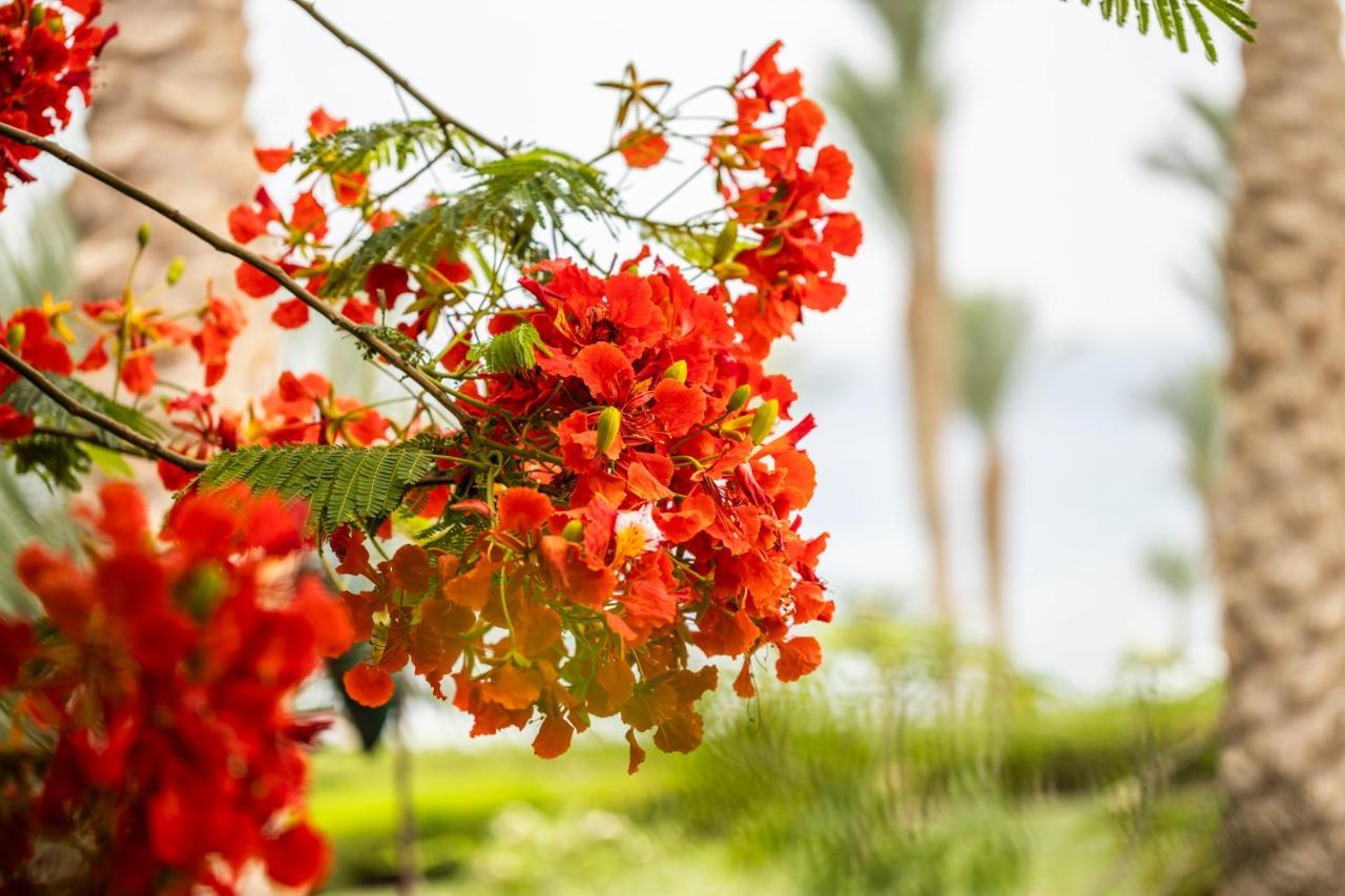 Four Seasons Resort Sharm El Sheikh Private Residential Villa & Chalet - Egypt Zewnętrze zdjęcie